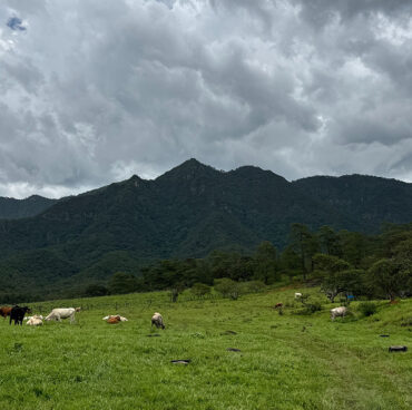 ds_pbsoj_01 ds_pbsoj_01