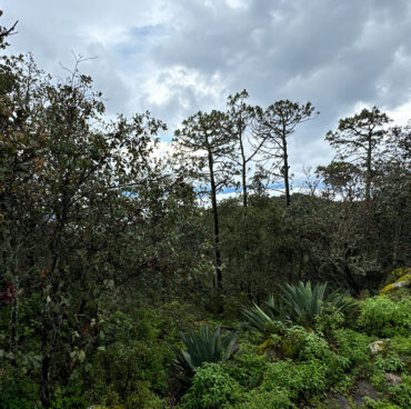 ds_prosaf_04 ds_prosaf_04