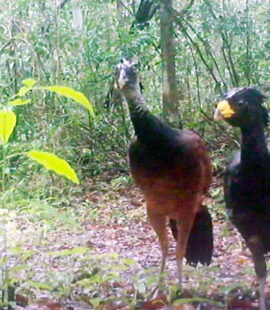 esp_jagceb_01(1) esp_jagceb_01(1)