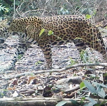 Screenshot Screenshot