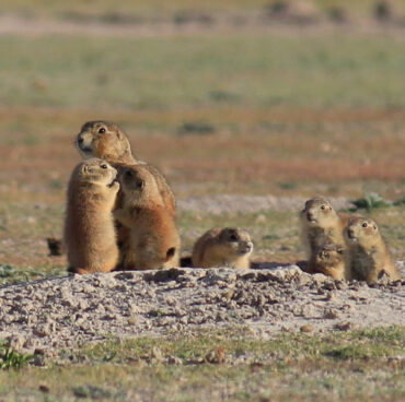 esp_pas_01 esp_pas_01