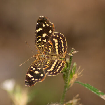 esp_polilac_01 esp_polilac_01