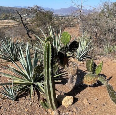 esp_polilac_02 esp_polilac_02