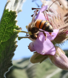 esp_polilac_05 esp_polilac_05