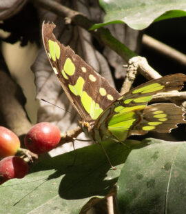 esp_polilac_06 esp_polilac_06