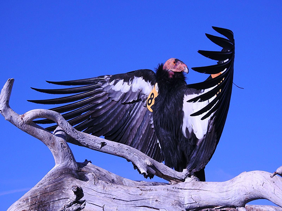 02condor01