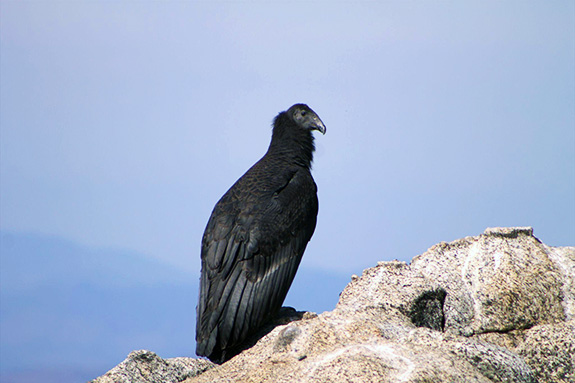 02condor02