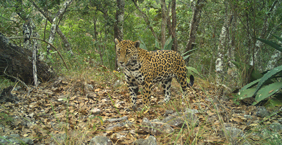 03jaguar01