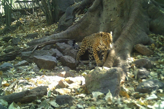 03jaguar03
